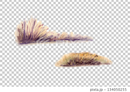 Golden dry grasses sway as landscape elements,hand drawn with watercolor strokes to capture their fragile beauty.Iisolated autumnal elements for seasonal branding,nature journals,nature design Golden dry grasses sway as landscape elements,hand drawn with watercolor strokes to capture their fragile beauty.Iisolated autumnal elements for seasonal branding,nature journals,nature design 134050255