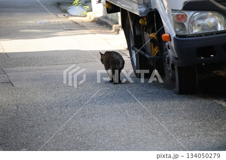 駐車している車の横を通る猫のいる道の風景 駐車している車の横を通る猫のいる道の風景 134050279