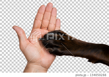 Gentle connection between human hand and dog's paw, symbolizing trust, friendship, the unbreakable bond with pets Gentle connection between human hand and dog's paw, symbolizing trust, friendship, the unbreakable bond with pets 134050288
