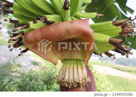 plantain flower on banana tree on farm plantain flower on banana tree on farm 134050306
