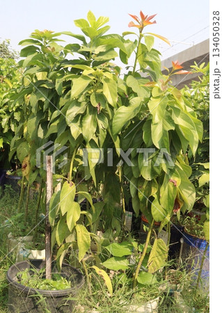 Avocado plant on nursery for sell Avocado plant on nursery for sell 134050328