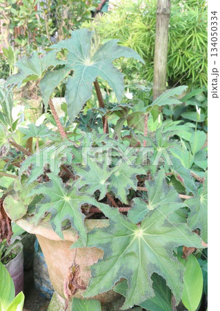 Begonia Cleopatra house plants on pot 134050334