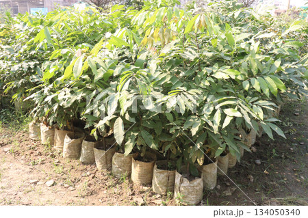 Cassia fistula and Golden shower tree in farm Cassia fistula and Golden shower tree in farm 134050340