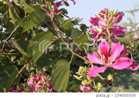 Bauhinia flower plant on farm 134050359