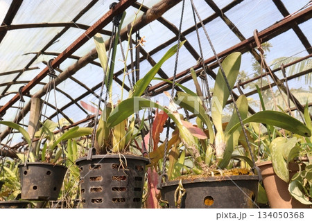 Brassolaeliocattleya orchid flower plant on hanging pot Brassolaeliocattleya orchid flower plant on hanging pot 134050368