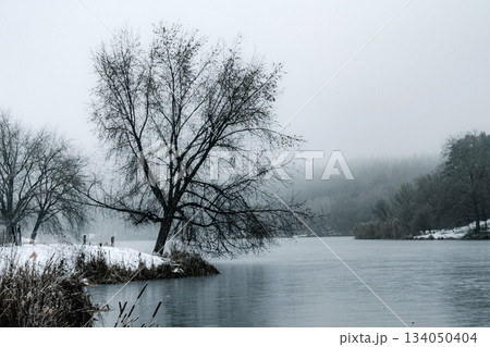 Misty Frozen Lake with Bare Trees and Snowy Shoreline Misty Frozen Lake with Bare Trees and Snowy Shoreline 134050404