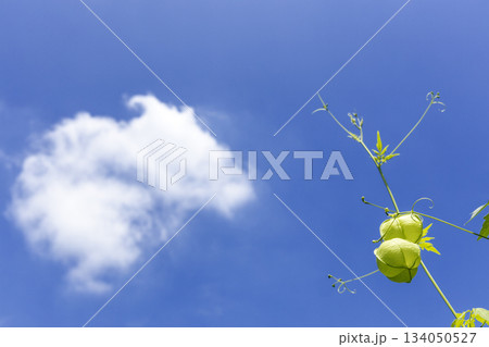 夏の植物、風船葛の風景 134050527