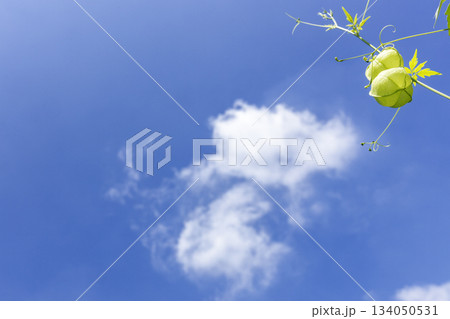 夏の植物、風船葛の風景-3 134050531