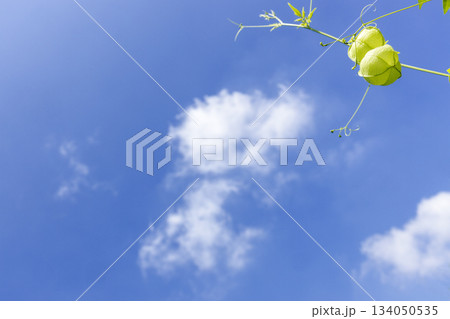 夏の植物、風船葛の風景-4 134050535
