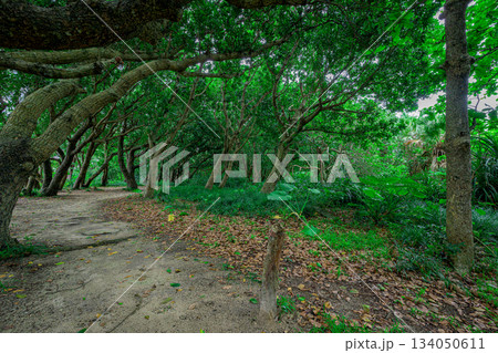 石垣島の亜熱帯の森を歩く穏やかで癒しの風景 134050611