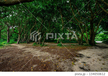 石垣島の亜熱帯の森を歩く穏やかで癒しの風景 134050612
