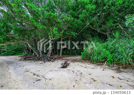 南国の湿った空気を感じる石垣島の緑深い森の風景 南国の湿った空気を感じる石垣島の緑深い森の風景 134050613