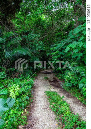 濃い緑に包まれる石垣島の自然豊かな森の小径 濃い緑に包まれる石垣島の自然豊かな森の小径 134050616
