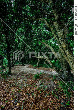 濃い緑に包まれる石垣島の自然豊かな森の小径 濃い緑に包まれる石垣島の自然豊かな森の小径 134050617