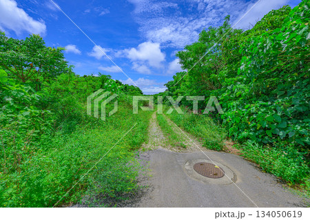真っ直ぐに伸びる石垣島の緑の道と青空のコントラスト 真っ直ぐに伸びる石垣島の緑の道と青空のコントラスト 134050619