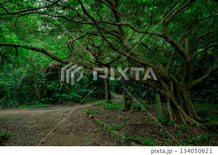 緑に包まれた石垣島の静かな亜熱帯の森の小道 緑に包まれた石垣島の静かな亜熱帯の森の小道 134050621