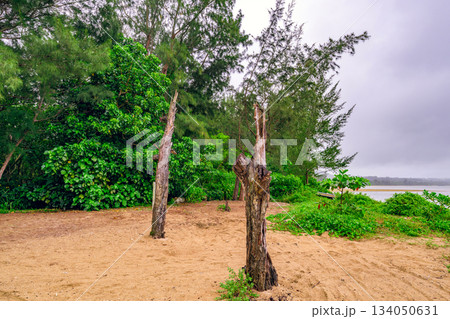 梅雨の南国　砂浜に立つ枯れ木が印象的な石垣島の海岸風景 134050631