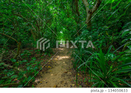 木々の枝が織りなす石垣島の自然豊かな南国の森の風景 134050633