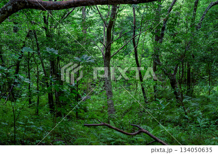 湿った空気に包まれた石垣島の亜熱帯の森の緑の風景 湿った空気に包まれた石垣島の亜熱帯の森の緑の風景 134050635