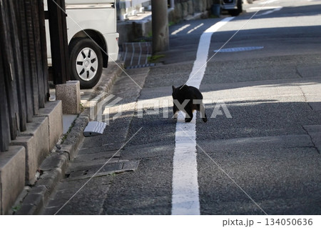 白線の上を歩く猫のいる町の風景 134050636