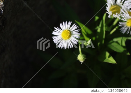 白い花びらのヒメジョオンの花のアップの風景 白い花びらのヒメジョオンの花のアップの風景 134050643