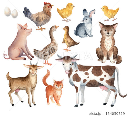 Large watercolor farm set featuring cows, goats, pigs, cats, rabbits, hens, geese, gosling and eggs. Ideal for children materials, educational projects, farm designs, packaging, rustic themed decor 134050729