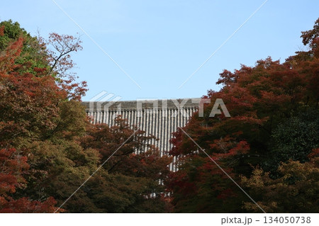 青空と大きな瓦屋根の建物と紅葉したもみじの木々のある風景 青空と大きな瓦屋根の建物と紅葉したもみじの木々のある風景 134050738