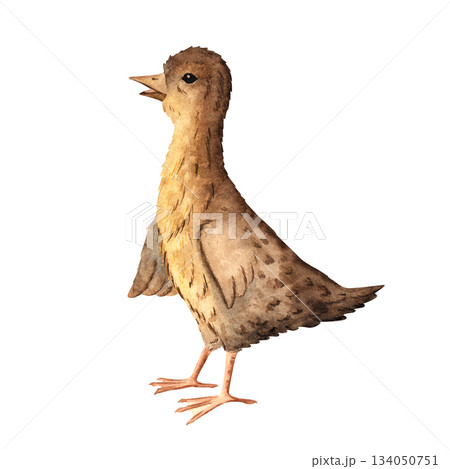 Watercolor illustration of a cute little gosling, perfect for children books, educational resources, farm designs, packaging, and rustic decorative prints. Painted with soft textured watercolor layers Watercolor illustration of a cute little gosling, perfect for children books, educational resources, farm designs, packaging, and rustic decorative prints. Painted with soft textured watercolor layers 134050751
