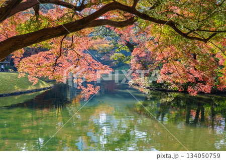 池に映る紅葉(小石川後楽園) 134050759