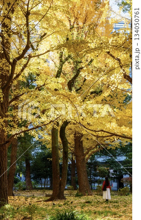 秋の日比谷公園 134050761