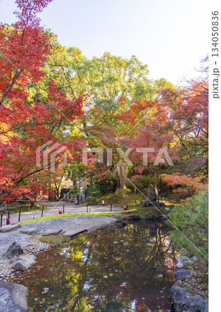 長岡天満宮 錦景苑 紅葉(京都府長岡京市) 長岡天満宮 錦景苑 紅葉(京都府長岡京市) 134050836