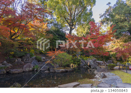 長岡天満宮 錦景苑 紅葉(京都府長岡京市) 長岡天満宮 錦景苑 紅葉(京都府長岡京市) 134050843