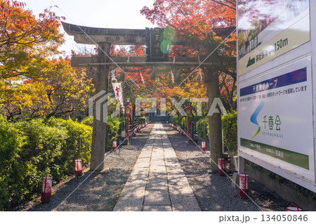 長岡天満宮 二の鳥居 紅葉の季節(京都府長岡京市) 長岡天満宮 二の鳥居 紅葉の季節(京都府長岡京市) 134050846