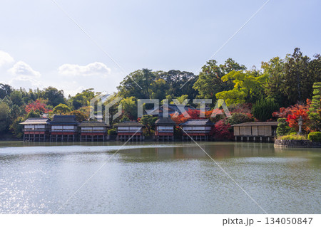 長岡天満宮　錦水亭　紅葉の季節（京都府長岡京市） 134050847