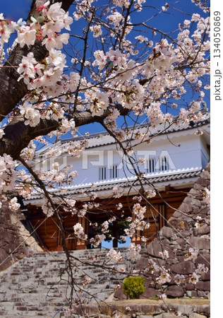 満開の桜につつまれる舞鶴城 134050869