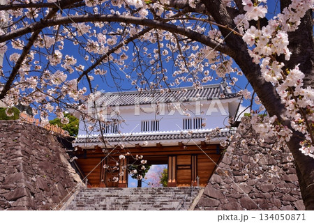 満開の桜につつまれる舞鶴城 満開の桜につつまれる舞鶴城 134050871