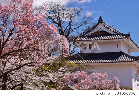 満開の桜につつまれる舞鶴城 134050876