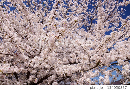 満開の桜につつまれる舞鶴城 満開の桜につつまれる舞鶴城 134050887