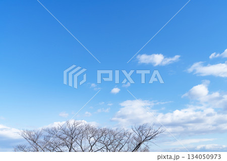 冬空と雲と木立 134050973