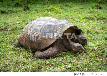 Galapagos giant tortoise walking on the grass of Santa Cruz island, Ecuador 134051122