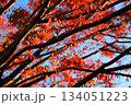 11月の赤い紅葉 134051223