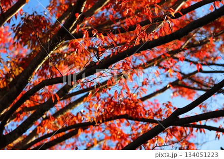 11月の赤い紅葉 134051223