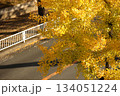 大きなイチョウの木 134051224
