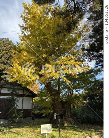 宮城県柴田郡村田町の白鳥神社境内の銀杏 134051326