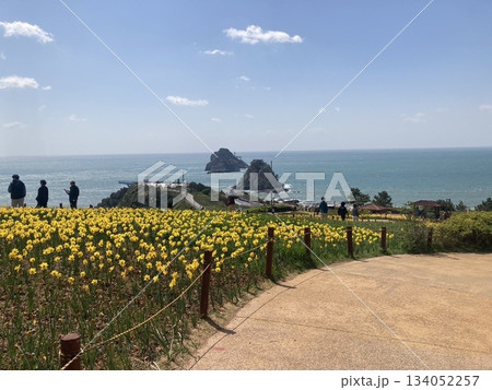 黄色の花畑を望む 134052257