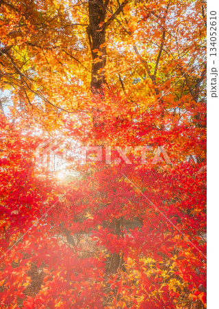 燃ゆる秋【ドウダンツツジとモミジ】 燃ゆる秋【ドウダンツツジとモミジ】 134052610