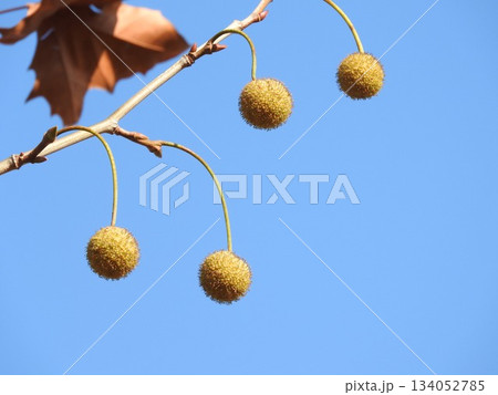 アメリカスズカケノキ（別名：プラタナス）の果実 134052785