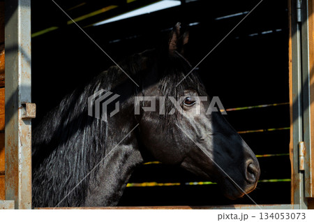 close-up of a horse peering out of a wooden stable door. The curious animal's gentle eyes evoke a sense of enchantment. This scene conveys the quiet beauty and warmth of farm life 134053073