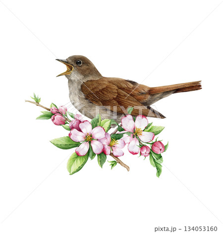 Singing nightingale bird decorated with blooming apple tree flowers watercolor illustration. Hand drawn luscinia megarhynchos European forest songbird with springtime floral decor on white background 134053160
