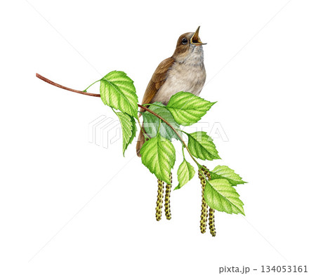 Singing nightingale bird on birch tree branch watercolor illustration. Hand drawn luscinia megarhynchos European wildlife forest songbird perched on a springtime twig isolated on white background Singing nightingale bird on birch tree branch watercolor illustration. Hand drawn luscinia megarhynchos European wildlife forest songbird perched on a springtime twig isolated on white background 134053161
